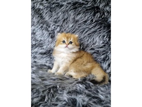 Harika erkek yavru
