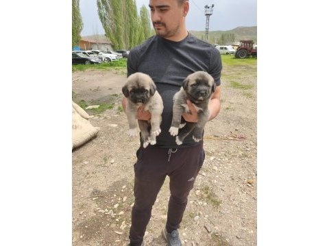 Sivas merkez anne sütün den kesilmiş kangal yavruları
