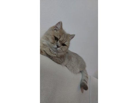 1 buçuk yaşında dişi british shorthair