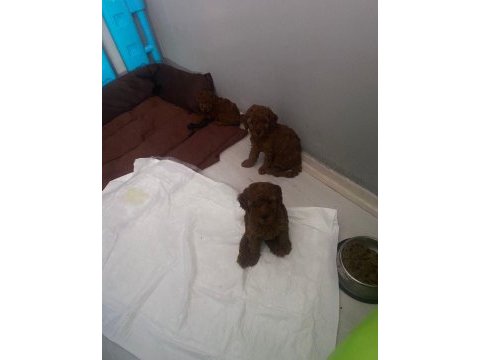 Toy poodle yavruları