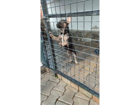 French bulldog anne ve yavrusu