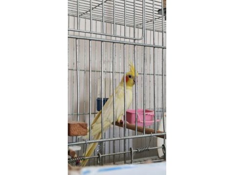 Takas sultan papağanı lutino dişi