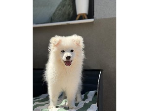 Babyface samoyed yavrumuz