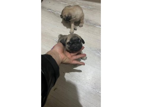 43 günlük temiz kan pug yavrular