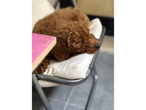 3 aylık poodle