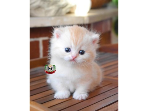 Munchkin cüce kedimiz erkek