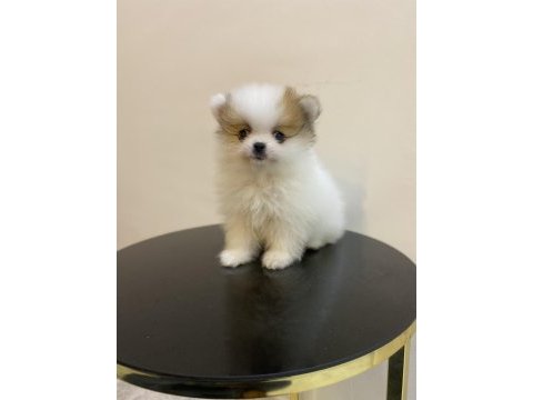 Erkek dişi pomeranian yavrular