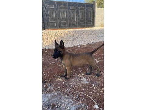 Belçika malinois köpeği