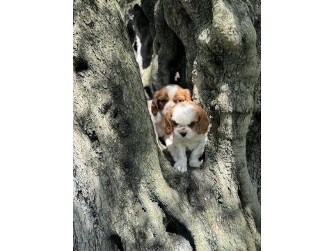 Anne altından cavalier king charles