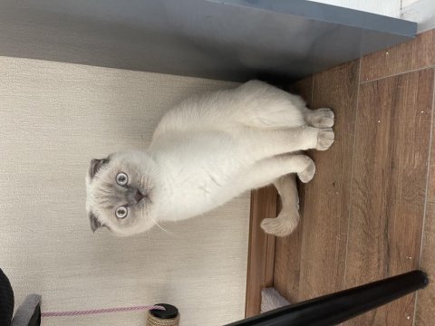 Scottish fold blue point