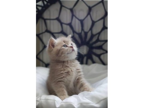 Cy11 british shorthair kedimiz