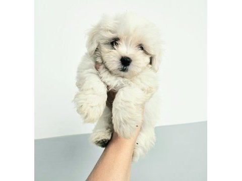 Terrier maltese 0 numara