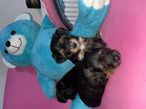 40 günlük morkie terrierlerimizi sahiplendiriyoruz