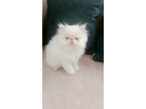 Çok şeker maviş gözlü yavrumuz persian