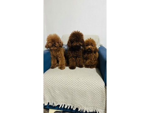 Kore red brown safkan toy poodle yavrular