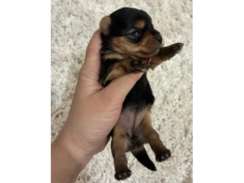 A kalite anne altından yorkshire terrier