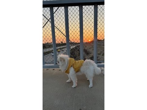 Pomeranian köpeği 5 aylık