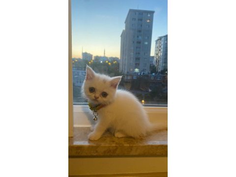 2 aylık dişi british shorthair