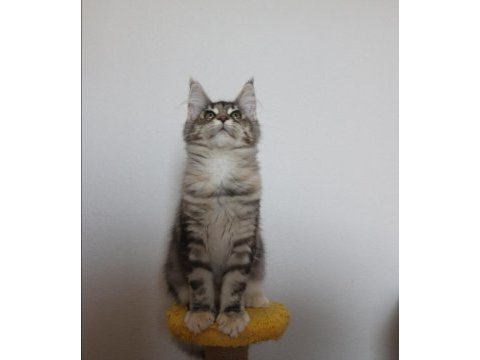 Şecereler ligi renkler gökkuşağı safkan maine coon