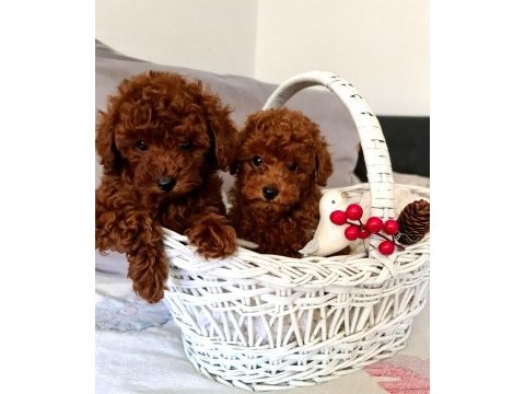 Sahibinden boy garantili orijinal red toy poodle