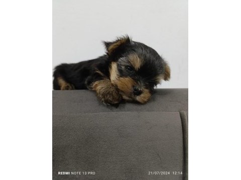 Teacup max 2.300 kg erkek bebek yorkshire terrier köpeği