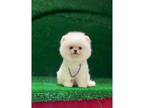 Blacks petshop garantisiyle pomeranian boo yavrularımız
