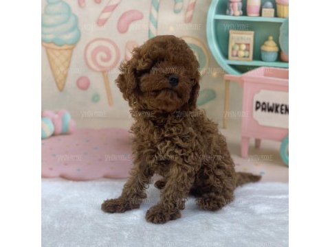 Şahane toy poodle yavruları