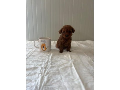 Teacup bardak boy toy poodle
