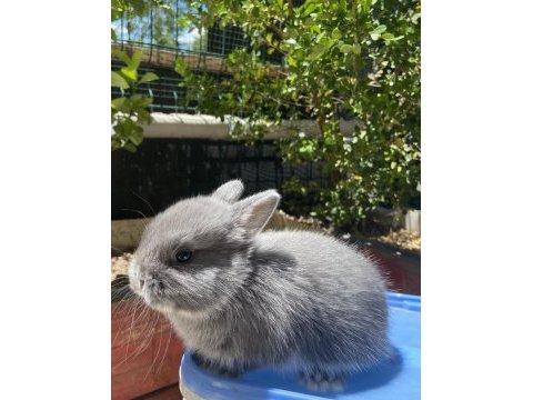 Orjınal cüce ve mini lop tavşanlar
