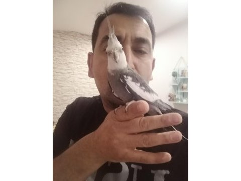 Sağlıklı ev beslemesi kuşlarım