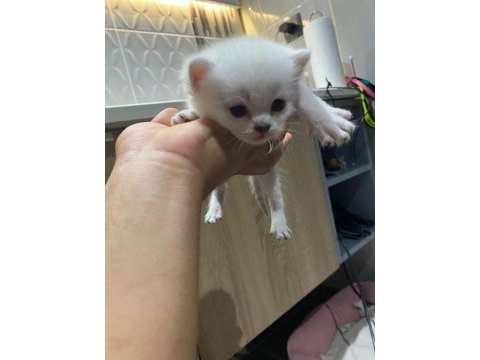 Sevimli british shorthair yavrular sıcak yuvalarını arıyor