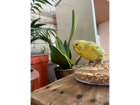 Show jumbo muhabbet kuşlu yavruları
