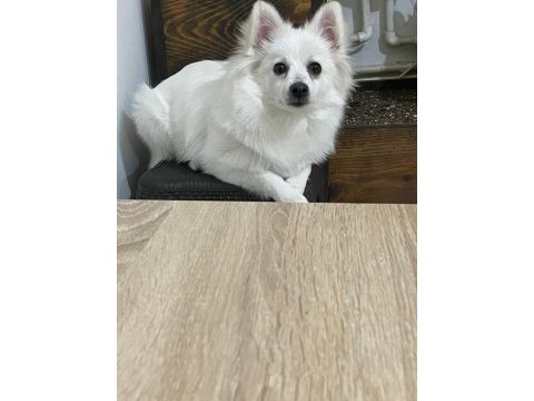 Dişi 1 yaşında sahiplendirilecek pomeranian