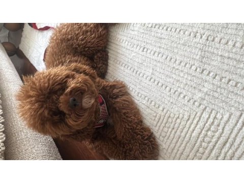 Toy poodle 2 yaşına girecek erkek