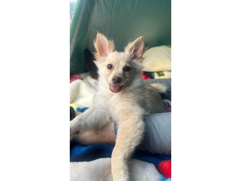 Pomeranian spitz