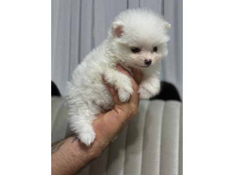 Pomeranian boo köpeklerimiz
