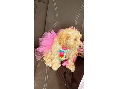 Güzel kızımız kaju maltipoo