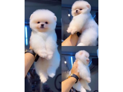 Pomeranian boo seçkin yavrularımıza yuva arıyoruz