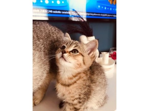 Kardeş kediler yeni yuvasını arıyor
