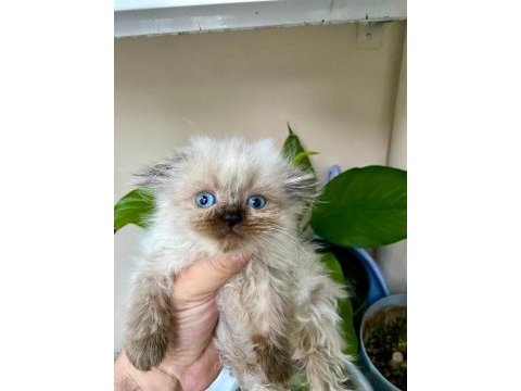 Scottish fold kaçmaz fırsat