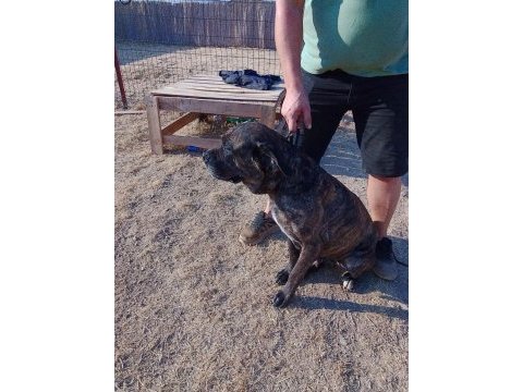 Ücretsiz sahiplendirme cane corso
