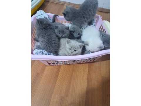 Benim british shorthair güzelliklerim