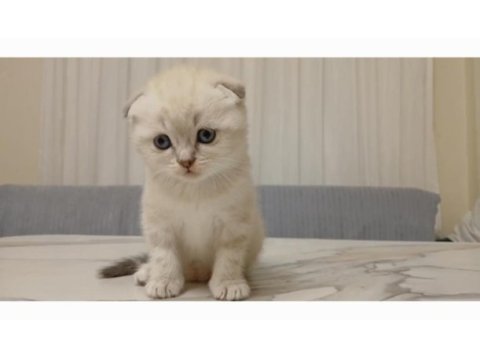 Nadir bulunan scottish fold güzellik
