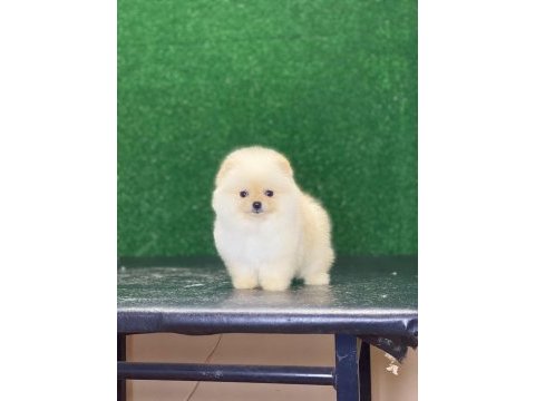 Pomeranian bebekleri