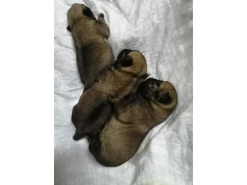 Rezerveye açık pug yavruları