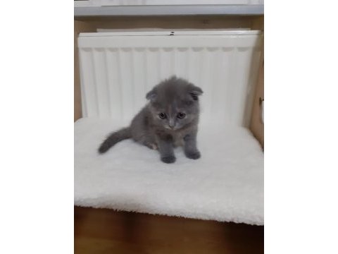 İki buçuk aylık scottish fold yavrular iki erkek bir dişi