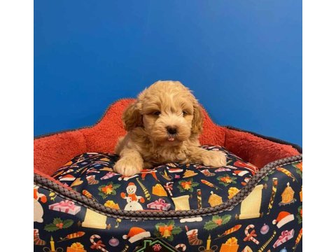 A kalite maltipoo bebeklerimiz