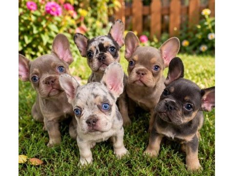 Egzotik french bulldog yavrularımız