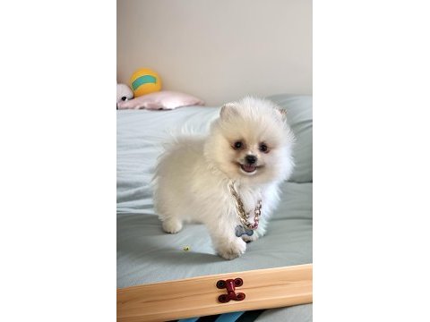 Antalya bembeyaz orjinal dişi erkek pomeranian yavru