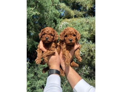 Anatomi harikasi poodle bebekler